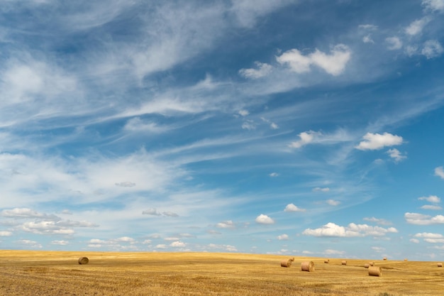 Hay bales dry in the field on a warm summer day under beautiful fluffy clouds and a blue sky Beautiful rural landscape The season of grain harvesting and foraging for livestock cereals and legumes