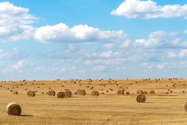 Hay bales dry in the field on a warm summer day under beautiful\
fluffy clouds and a blue sky beautiful rural landscape the season\
of grain harvesting and foraging for livestock cereals and\
legumes