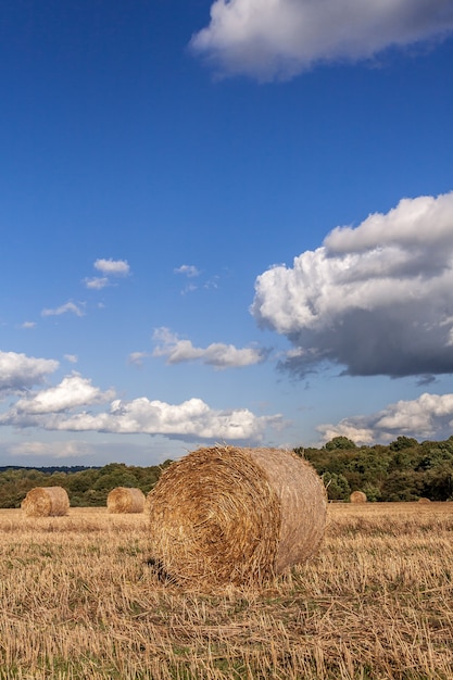 Hay bales in a field after the harvest