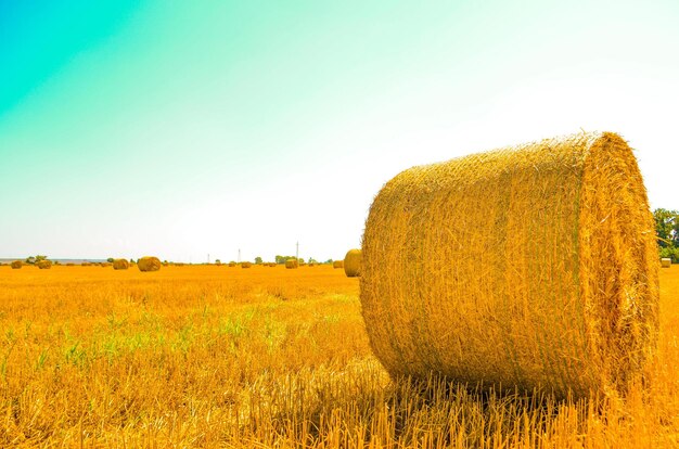 Hay bales on field against clear sky