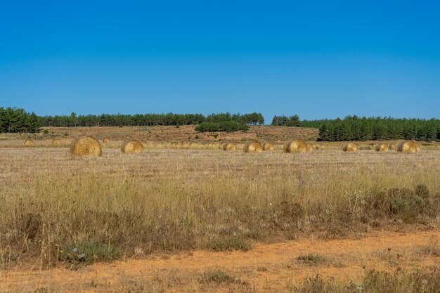 Hay bales on field against clear sky