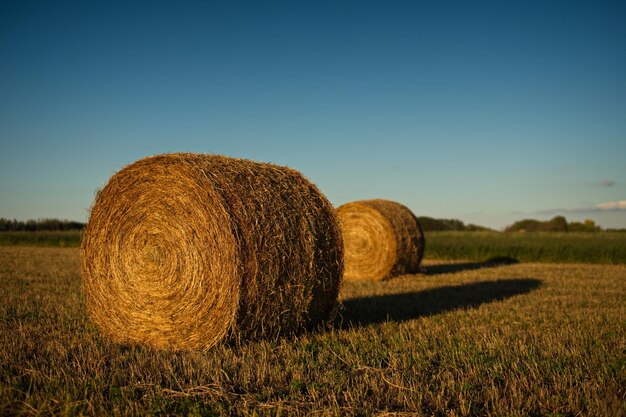 Photo hay bales on field against clear sky