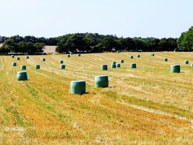 Bale di fieno sul campo contro un cielo limpido