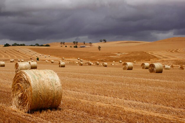 Photo hay bales on field against cloudy sky