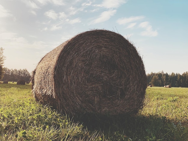 Photo hay bales on field against sky