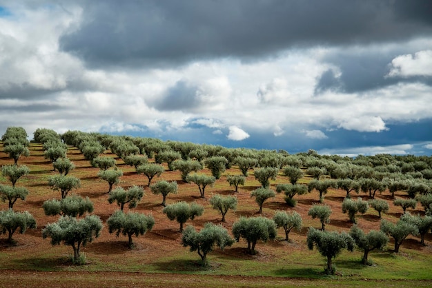 Foto bale di fieno sul campo contro il cielo