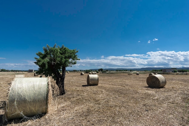 Foto bale di fieno sul campo contro il cielo