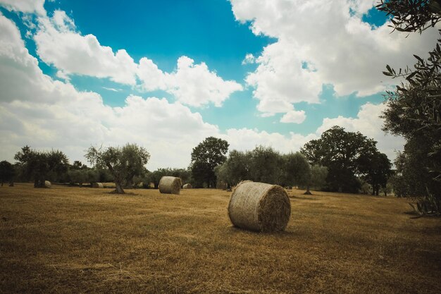 Photo hay bales on field against sky