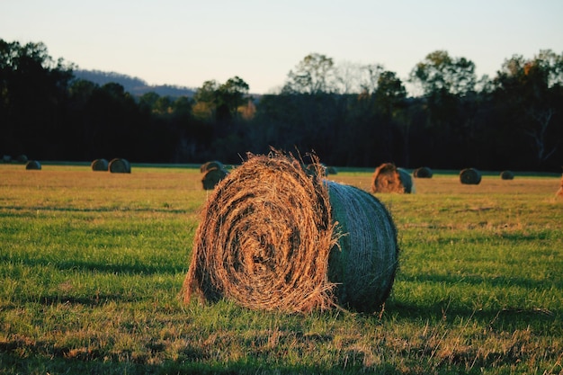 Foto bale di fieno sul campo contro il cielo