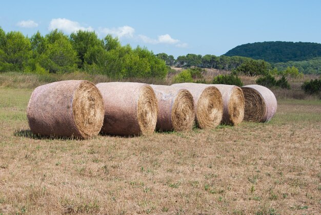 Foto bale di fieno sul campo contro il cielo