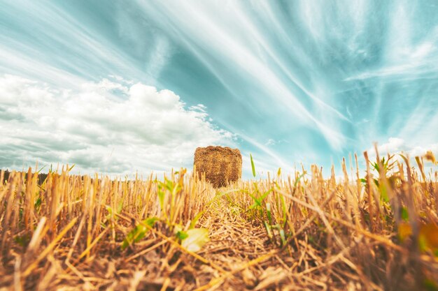 Foto bale di fieno sul campo contro il cielo