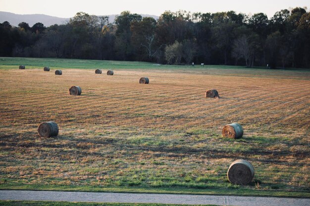 Photo hay bales on field against trees