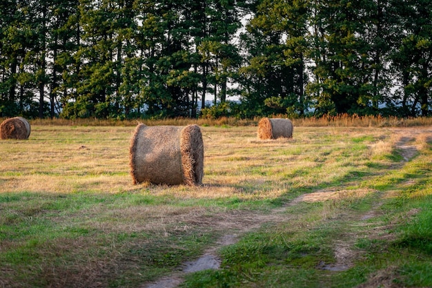 Foto balle di fieno in un campo al tramonto nell'isola di ruhnu