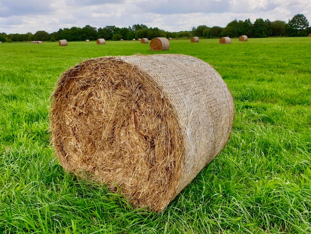 Photo hay bales on field