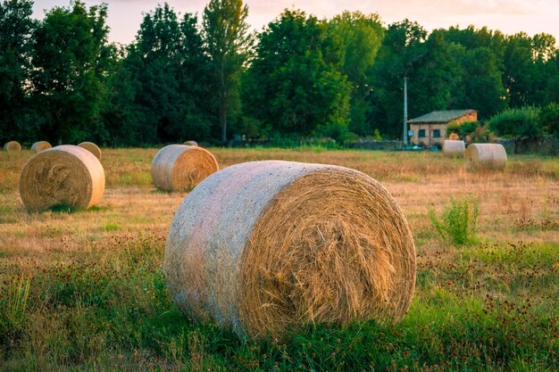 Photo hay bales on field