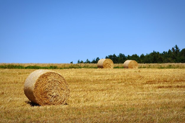 Hay bales on field