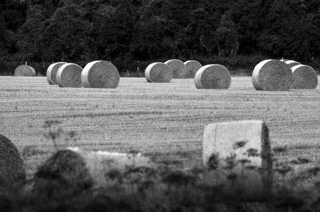 Hay bales on field