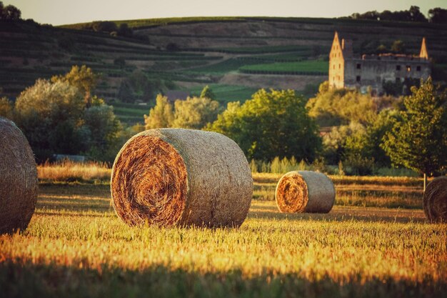 Photo hay bales on field