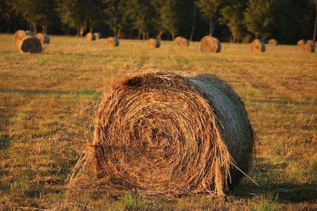 Hay bales on field