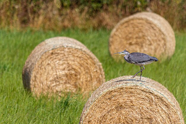 Photo hay bales in a field