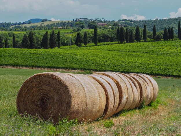 Hay bales on field