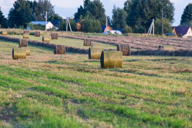 Foto bale di fieno sul campo