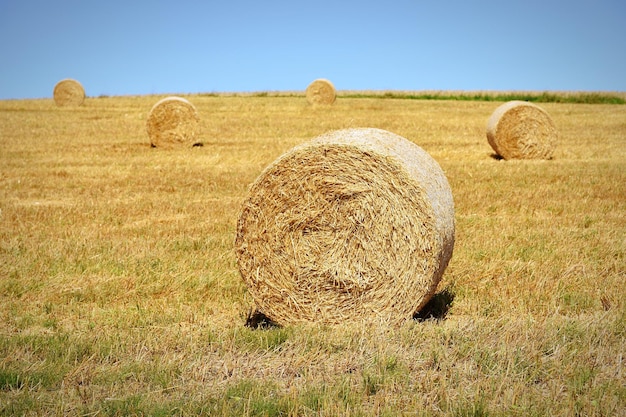 Photo hay bales on field