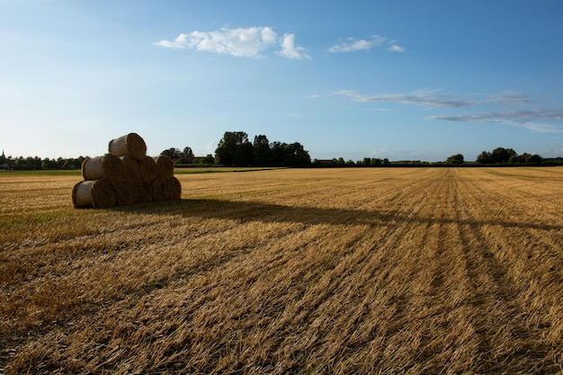 Foto bale di fieno nel campo