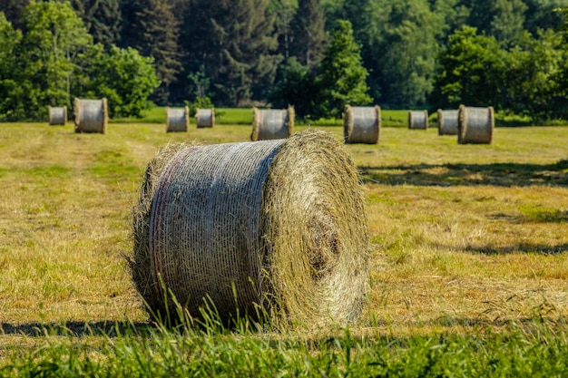 Foto bale di fieno sul campo