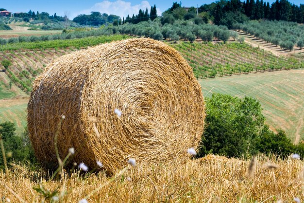 Foto bale di fieno sul campo