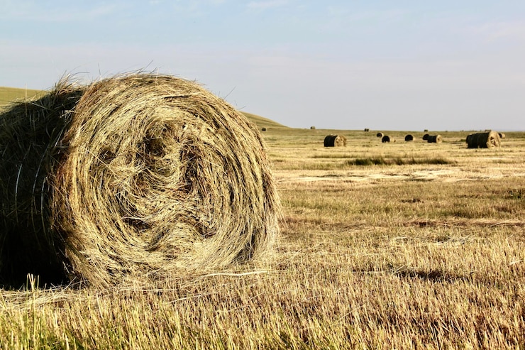 Photo hay bales on field