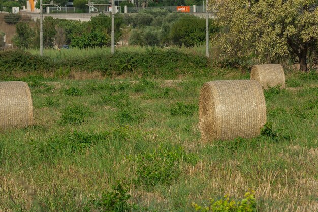 Hay bales on field