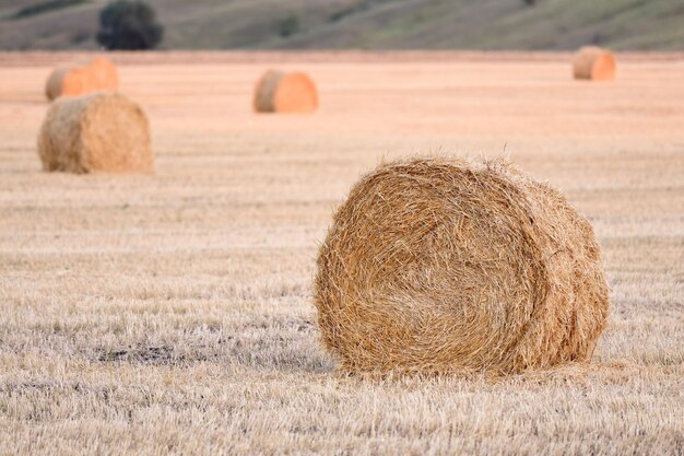 Photo hay bales on field