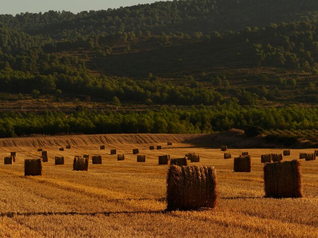 Photo hay bales on field