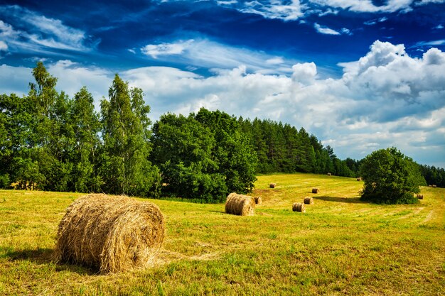 Hay bales on field