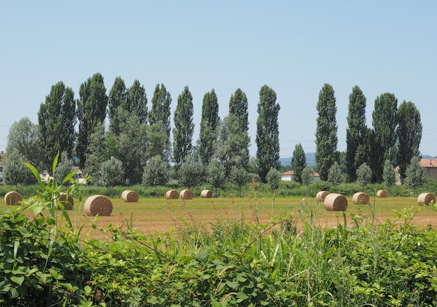 Hay bales in field