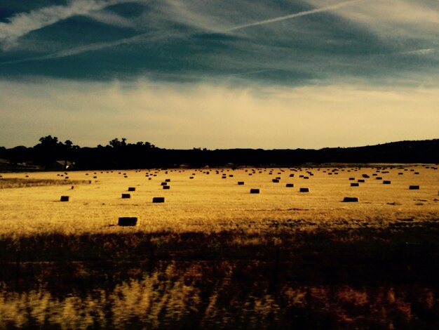 Photo hay bales in fields against sky