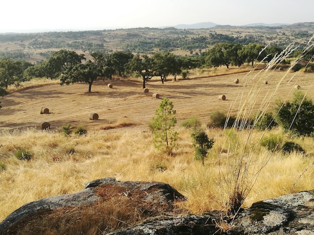 hay bales on grassy field against sky