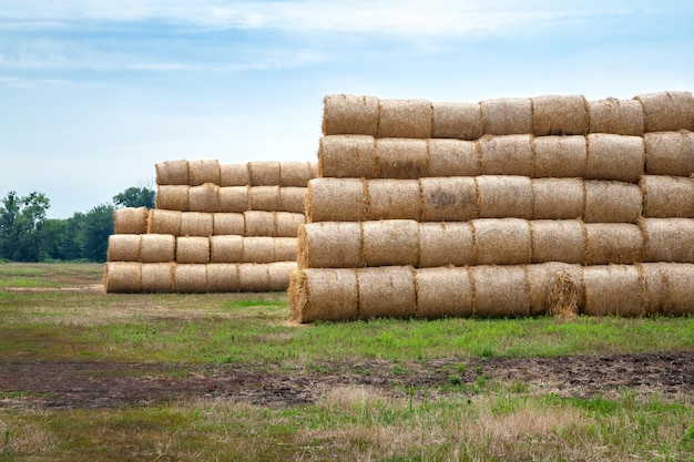 Hay bales Hay bales are stacked on the field in stacks