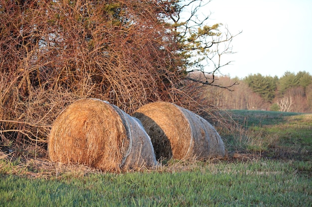 写真 空に向かって野原で草の袋