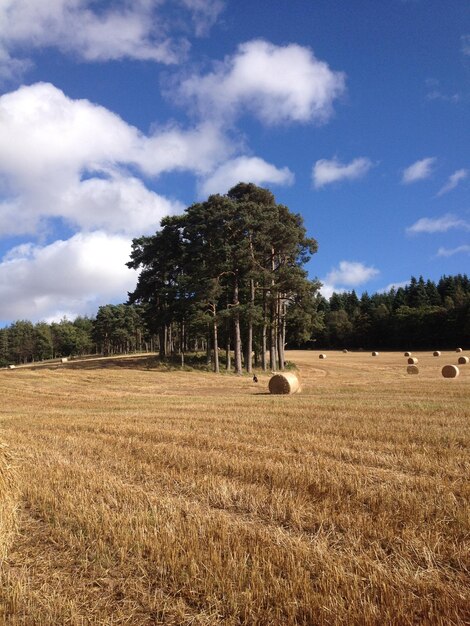 Hay bales and trees on field against sky