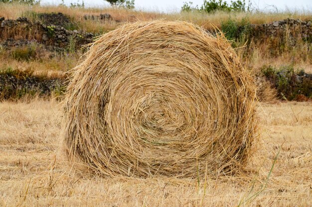 Hay Bales