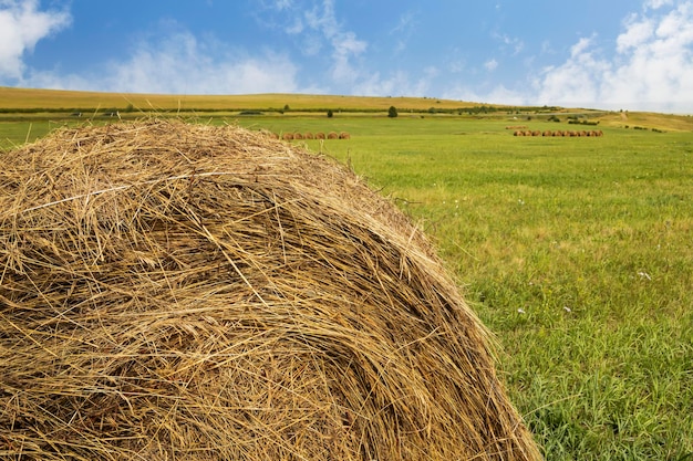 Hay balls on the field at the end of summer Agriculture farming