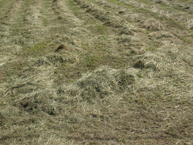 Hay in a field