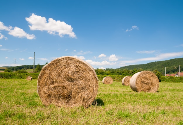 Hay harvest