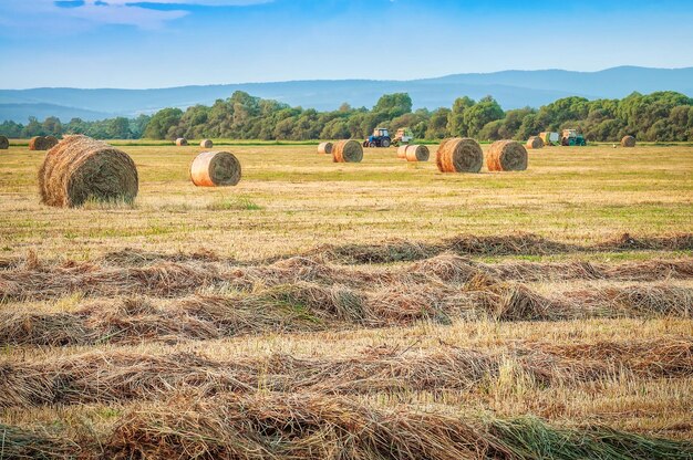 Hay harvesting in the field. Agricultural industrial theme