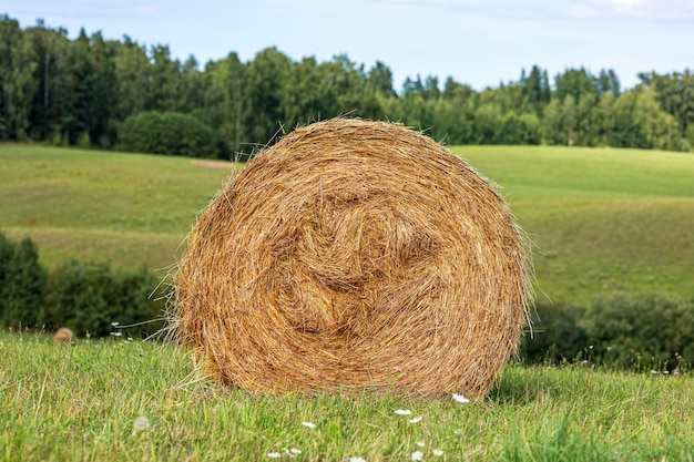 Photo hay roll on the field closeup