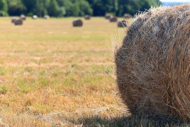 hay roll landscape nature summer farming