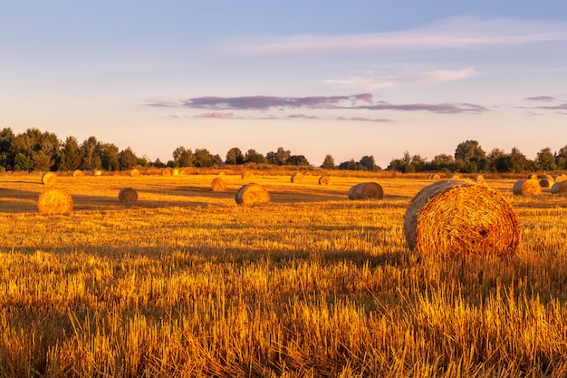 Foto fieno di fieno sul prato mattutino all'alba