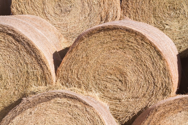 Hay rolls stack for storage on the farm